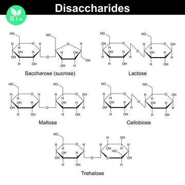 Chemical structures of main disaccharides