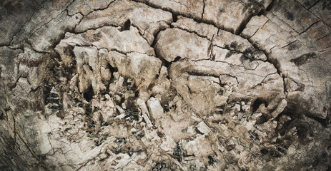 tree stump in the forest