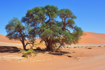 Naklejka na ściany i meble Namib-Naukluft National Park, Namib desert, Namibia, Africa