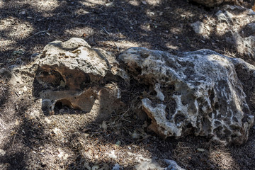 Two big old textured brown stones on the ground with foliage