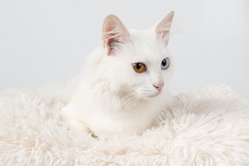 White cat with different colored eyes. White odd-eyed cat, sitting on a cushion