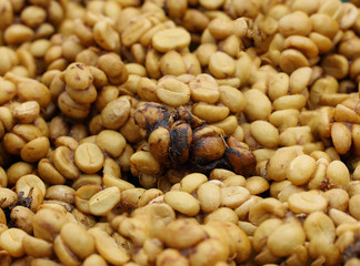 Kopi Luwak or civet coffee