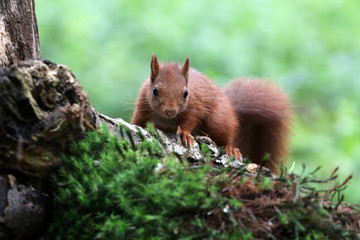 Red squirrel in the forest