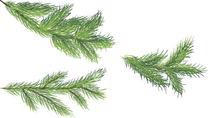 Three green spruce branches on a white background, vector