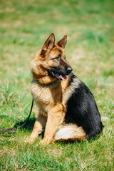 Beautiful Young Brown German Shepherd Dog Sitting In Green Grass