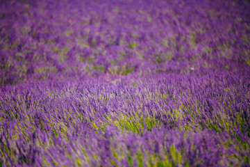 Blurred Background Of Blooming Purple Lavender Flowers Field In Provence