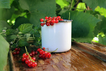 red currants in a Cup