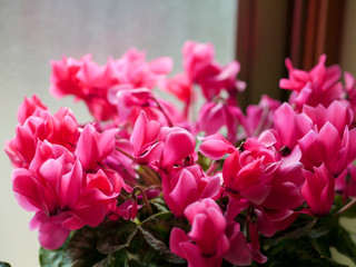 ピンクのシクラメン