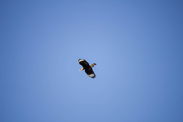 caracara