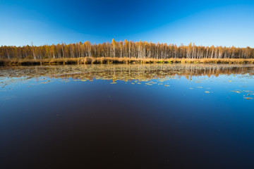 Beautiful Birch Forest And Lake, Pond, River In Autumn Season. Sunny Day