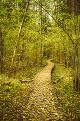 Wooden Boarding Path Way Pathway In Autumn Forest