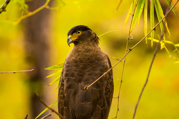 The crested serpent eagle is a medium-sized bird of prey that is found in forested habitats across tropical Asia.