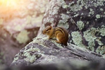 Squirrel