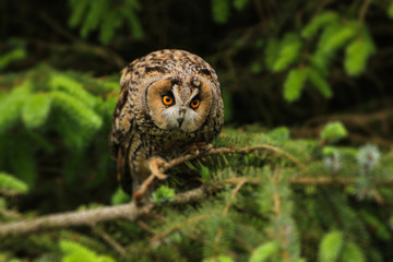 A barred owl perched in a tree in a wooded area