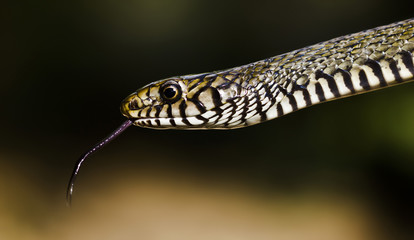 Snake close-up with its tongue hanging out