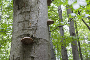 Polypore mushroom on a tree.