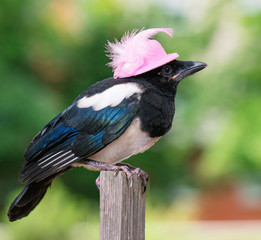 Bird in pink hat - nestling of magpie on wooden fence on green background.