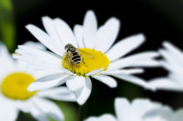 Obraz premium Beautiful daisy with bee and natural background
