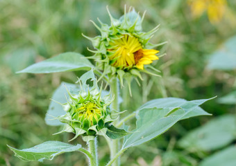 Sunflower / View of sunflower blooming in the morning.