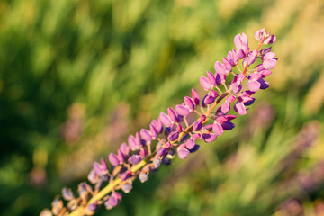 Wild Flowers Lupine In Summer Field Meadow. Close Up. Copyspace.
