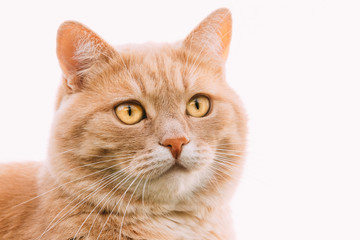 Fototapeta na wymiar Close Up Of Funny Fat Red Cat