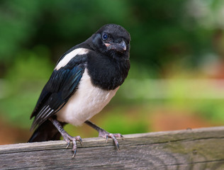 The close view of the nestling of magpie on wooden fence. Bird on green background.