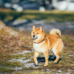 Beautiful Red Shiba Inu Puppy Dog Staying Outdoor In Spring