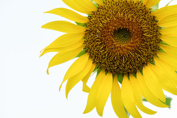 Sunflower / Close up pollen of sunflower.