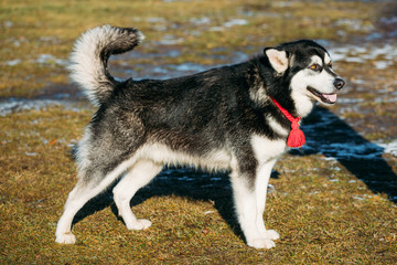 Beautiful Alaskan Malamute Dog Outdoor 