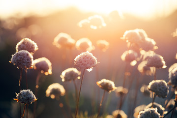 wildflowers in a meadow at sunset - obrazy, fototapety, plakaty