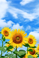 ヒマワリの花
