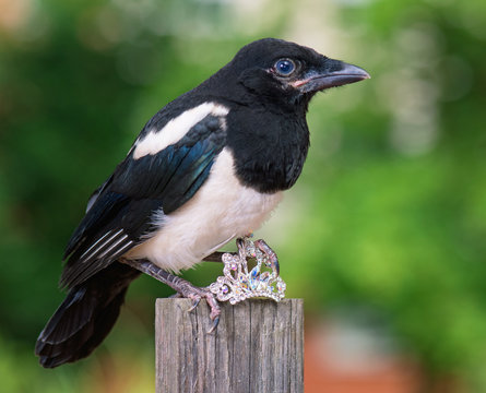 Magpie Thief Stealing A Shine Jewellery On Wooden Fence On Green Background.