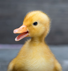 Cute little newborn fluffy duck standing on wood. Newly hatched duckling on a chicken farm.