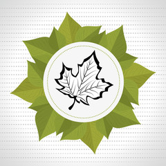 leaf plant natural sheet vector illustration design