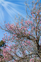 tree pink peach flowers bloom in spring