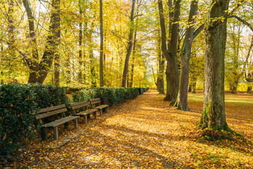 Naklejka premium Old Benches In Beautiful Autumn City Park. Sunny Day