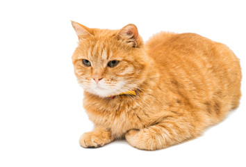 Obraz premium Red domestic cat looking up