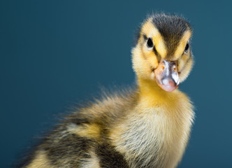 Cute little newborn duckling on dark background, looking at camera. Newly hatched duckling on a chicken farm. Close up portrait of bird.