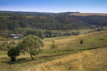 Fototapeta premium Hilly landscape with a tree on a dry hill slope and a village with forest on background