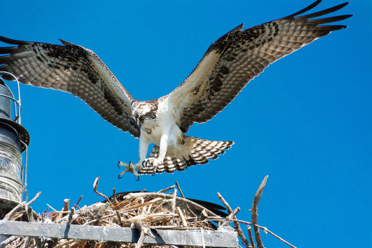 Osprey Landing In Nest