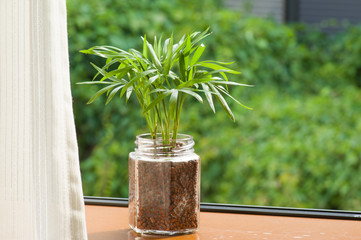 空きびんでハイドロカルチャー