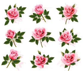 Fotobehang Rozen Set van mooie roze rozen. Vector.