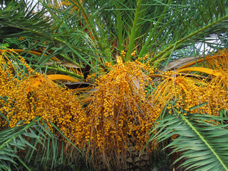Naklejka premium Palm tree with fruits