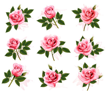 Set of beautiful pink roses. Vector.