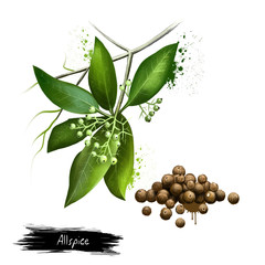 Pile of aromatic allspice isolated on white background