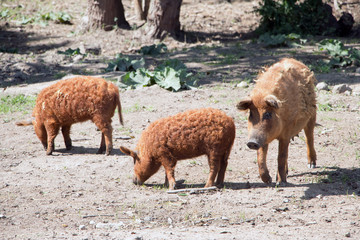 Wollschwein-Mangalica-Schwein mit ihren Ferkeln