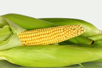 maize