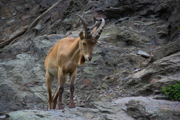 West caucasian tur goat in nature