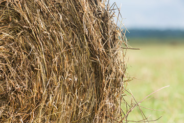 Fototapeta na wymiar haystack roll on the field close up on green grass