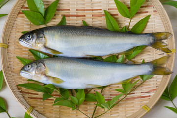 鮎